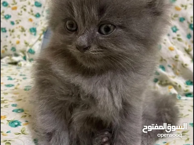 قط برتش لونغ هير