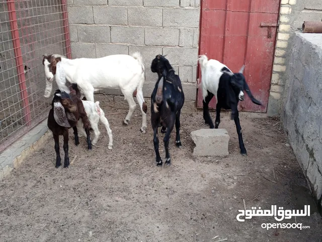 صخول 3 مضربات افقلني كل وحدة وراها واحد