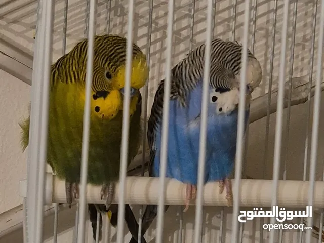 للبيع: زوج طيور بادجي مع قفصين، لعبة وطعام Budgie Parrots for Sale – Pair with Cages, Toy & Food
