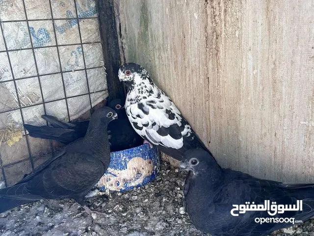 حمام للبيع الزرقاء جبل الأمير حسن