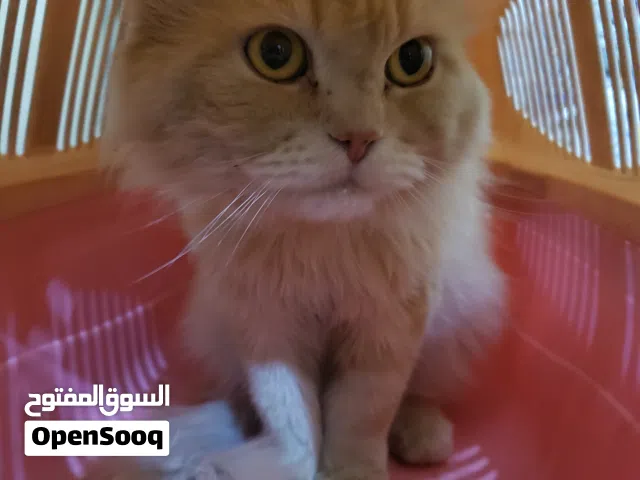 قط شيرازي تركي ذكر ب 20 الف عرررطه + القفص
