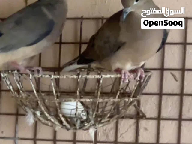 يمام مورننج دوف