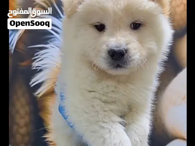 للتميز عنوان مع التشاوتشاو ...منظر جميل وجذاب جدا جرو ذكر