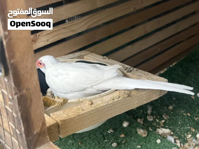حمام ماسي ملكي مشجر