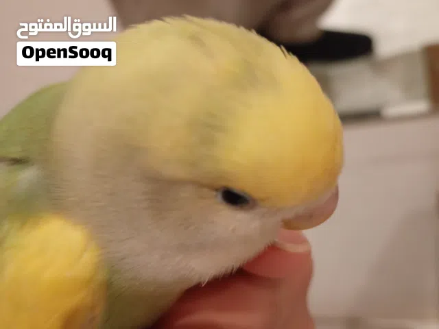 Love bird(piece 1)
