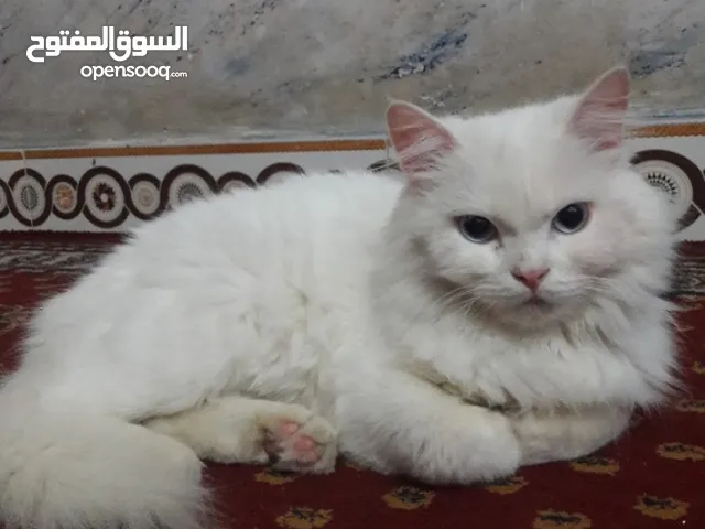 قط شيرازي ابيض للبيع