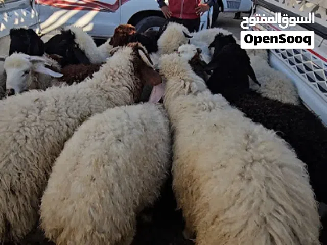 ضحايا العيد الحلق على الضحايا نعيمي حري كله موجود توصل الين بيتك كلشي جاهز الحلق الطلب الان احجز الا