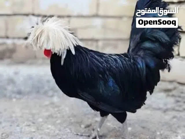 اريد دجاجه نفس هذا نوع