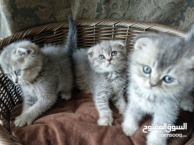 قطط سكوتش فولد وستريت Scottish fold and straight kittens