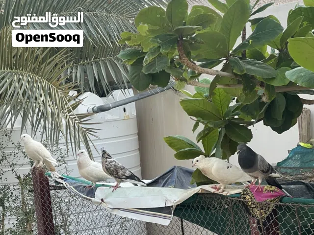 حمام متوالف بياض