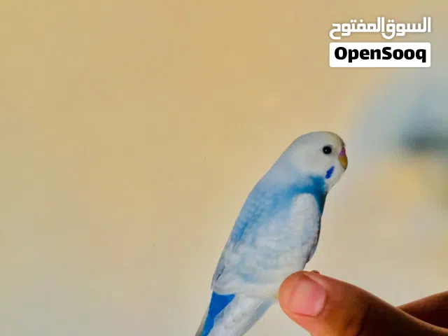عصفور مروض ترويض تام صحه ونضافه  لاقوه الا بالله