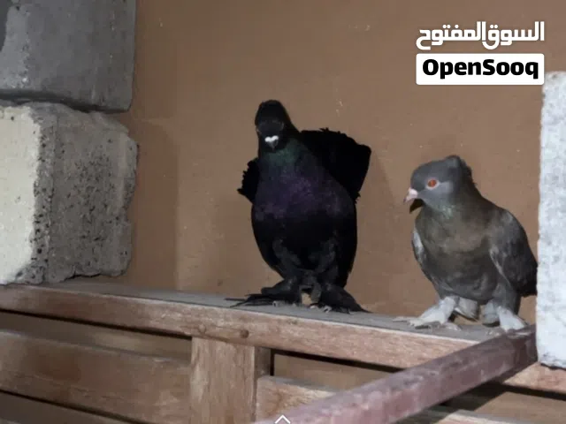 للبيع حمام نوع كرنقو هزاز منتجات مستوئ فاخر