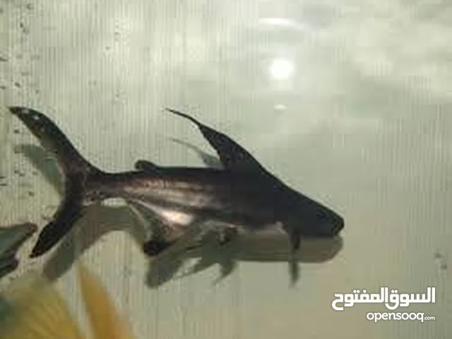 هايفن شارك 40 سانتي للبدل
