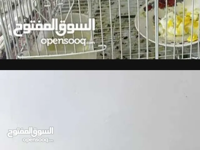 زوج كوكتيل اميات فحال محلق