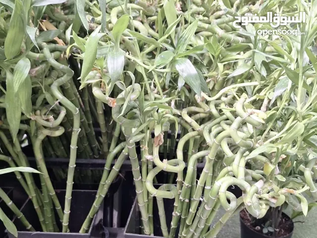 Big Size Bamboo Plant for Sale!