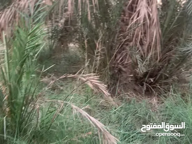 فروخ نخل للبيع
