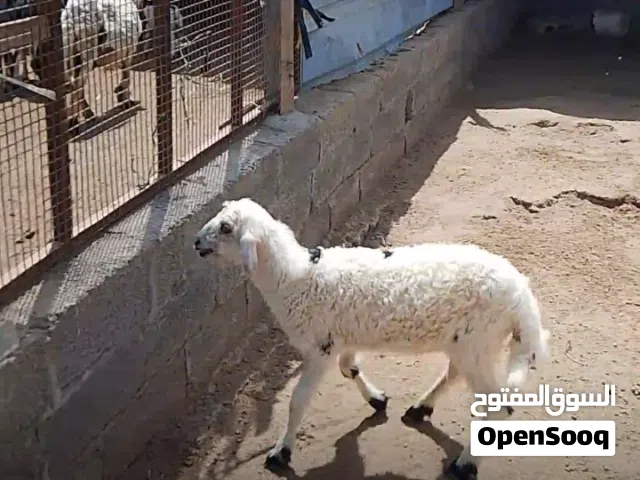 كبش للبيع