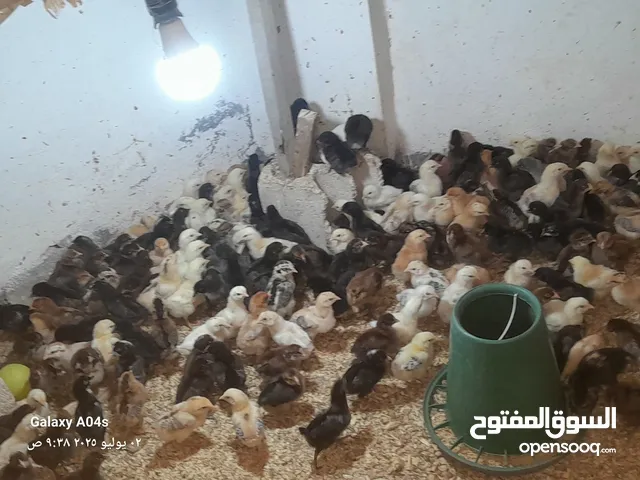 موجود صوص بلدي عمر 13 يوم عدد 380 ماخذ مطعوم التهاب سره ومي وسكر لثلاث ايام