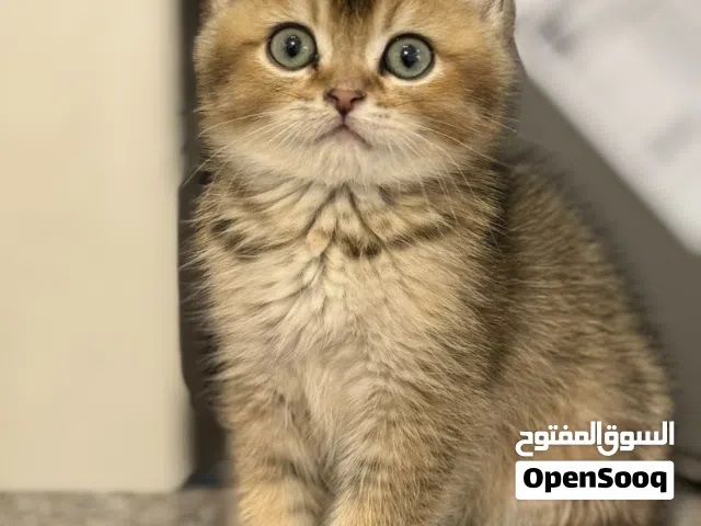 قط Golden ny25