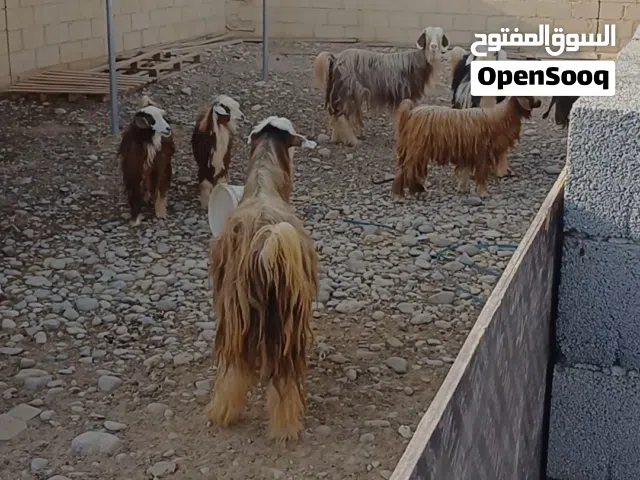 أغنام جبليات للبيع 23