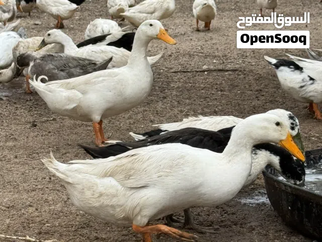 بط فرنسي بياض