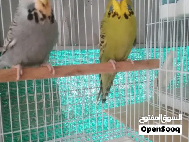 يتوفر بادجي انجليزي زوج وانثي