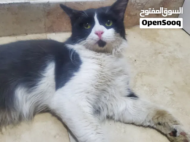 قطه ذكر للبيع