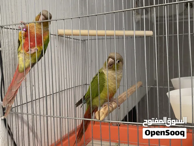 كنيور ثنين متكلمات وفول الافه وترويض