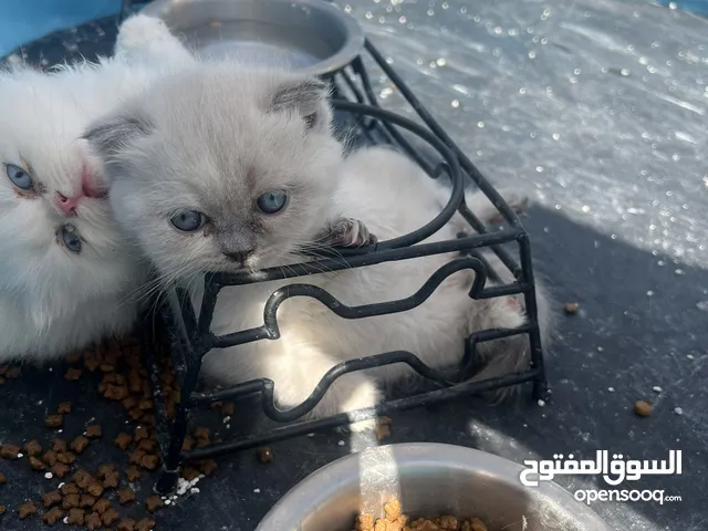 سكوتش فولد وهمالايا