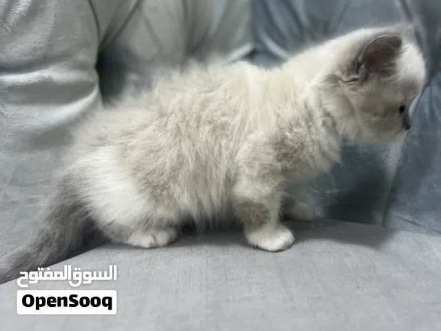 قطط أنثى وذكران للبيع العمر شهرين ومتعلمات ع لتر بوكس ولعوبات وكلش نظيفات