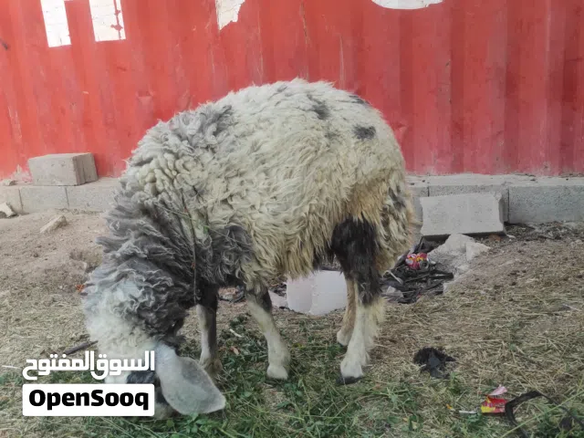 ورجين فحل للبيع
