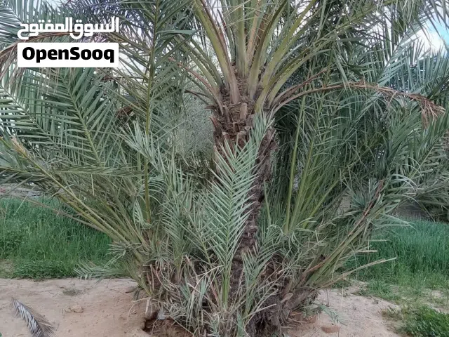 متوفر نخل للبيع الحره ام انفتيتي طابوني وعامي وسوادي