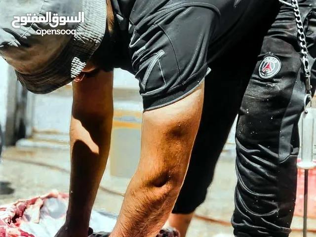 ذبح مجاني العجول وماجورين