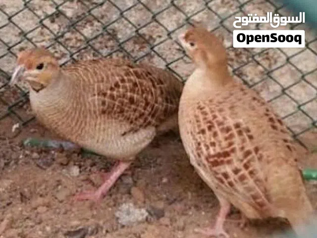 مطلوب صيصان صفارد باكستاني