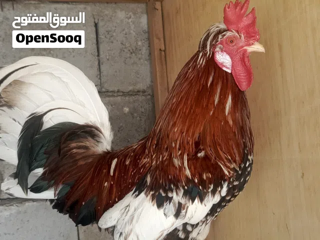 ديوجه كويتي ثنين فرك اطراف قصيره