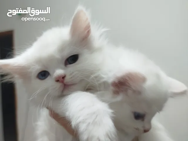 5 قطط للبيع موجودين في عناتا ضوحي القدس