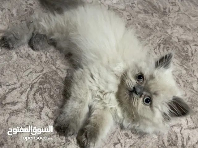 قطة انثى هملايا