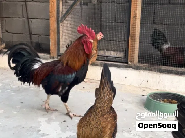 دجاج عرب ناعم فري