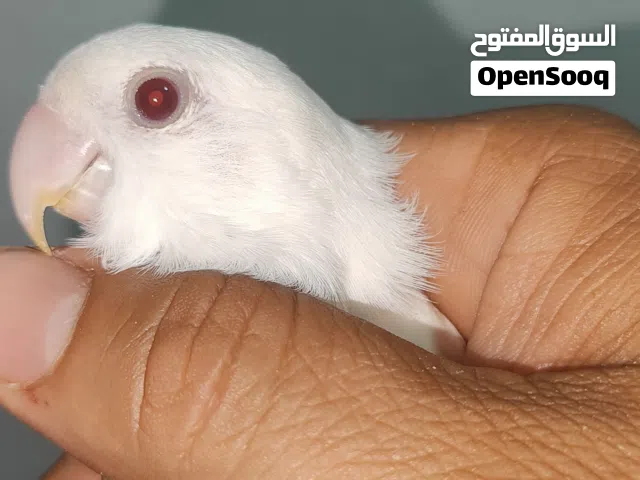 انتاية بينو عين حمراء ربي ايبارك