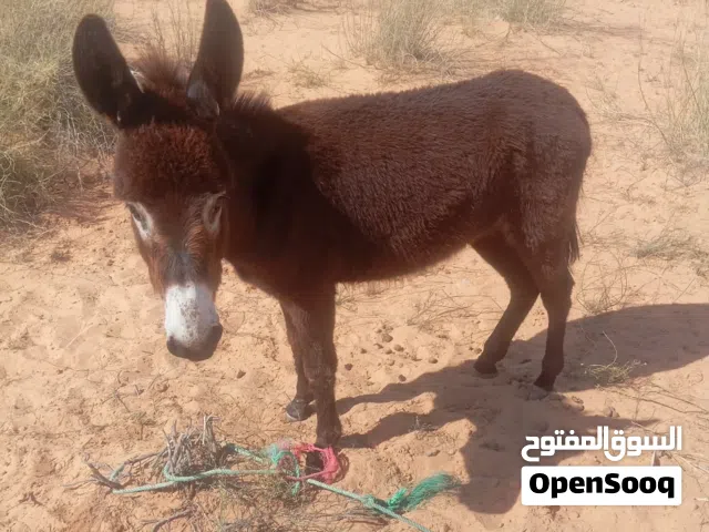ااااااااااااااااتوا وقتهم في الككويه