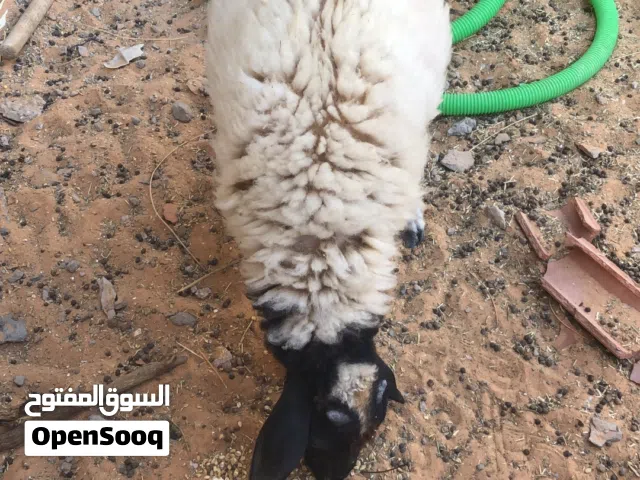 السلام عليكم خروف مشالله عمر3لي4شهور