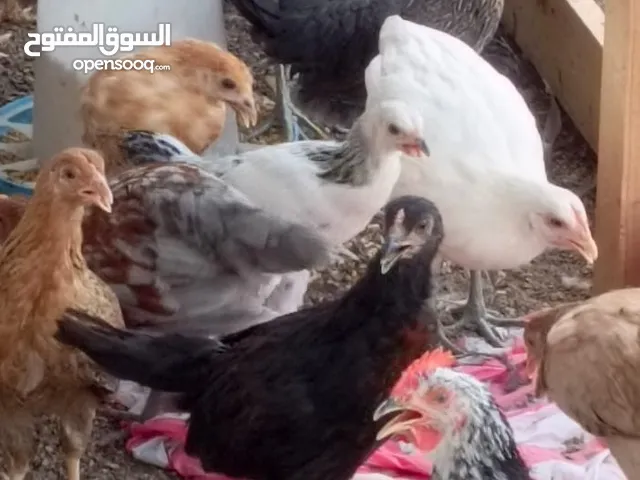 دجاج عماني كبير متوفر ب كميه كبيره