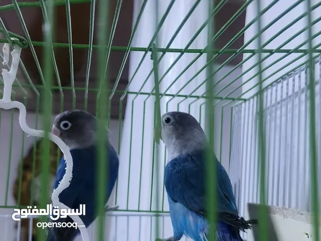قندورات فيشر اقره الوصف مهم . . .
