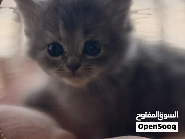قطه  سكوتش شيرازي