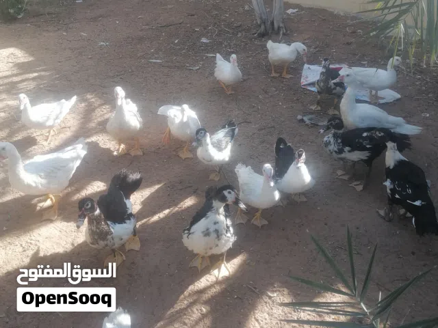 يوجد بيض دجاج