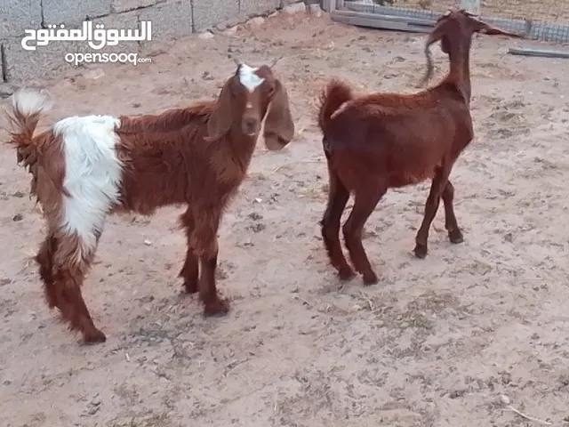2عنايق العمر شهرين ونص