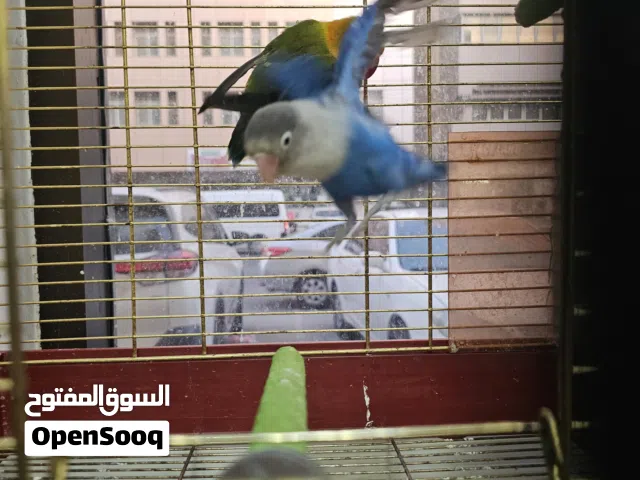 عصفور فيتشر