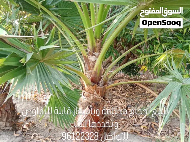 أشجار واشنطونيا للبيع