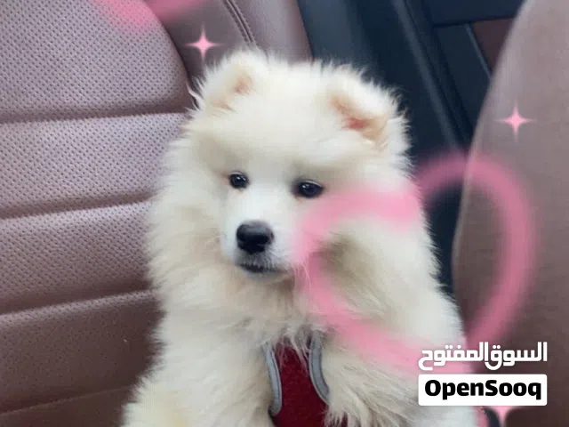 سامويد للبيع أنثى العمر 5 شهور مطلوب لها 250 وقابل للتفاوض
