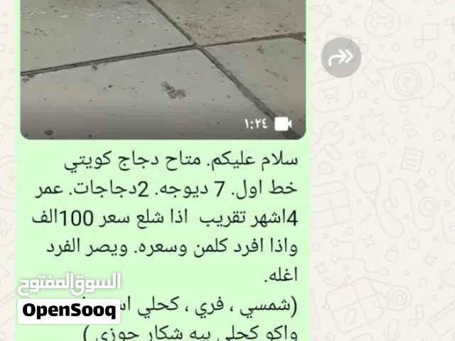 دجاج كويتي